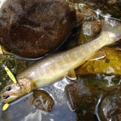 渓流ミノーイング